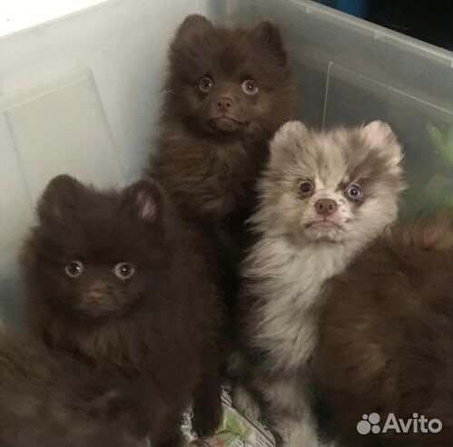 Маша и медведи -шпицы шоколадные ми-ми-мишки