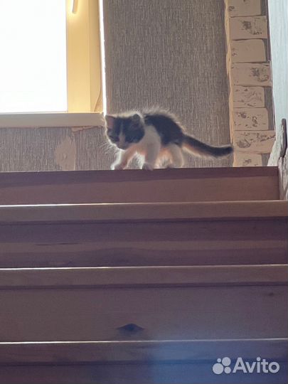 Котенок бесплатно