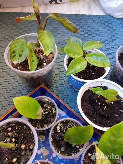 Комнатные растения, малыши