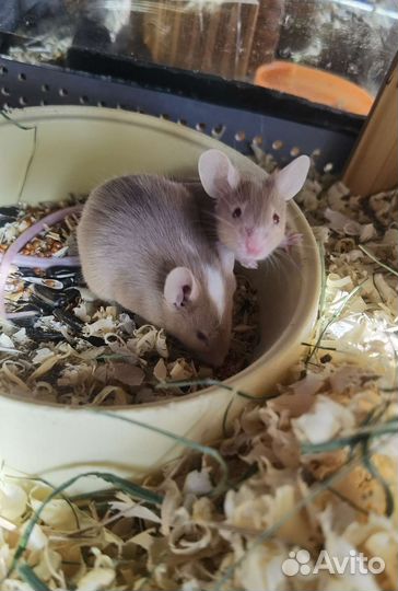 Декоративные и кормовые мыши