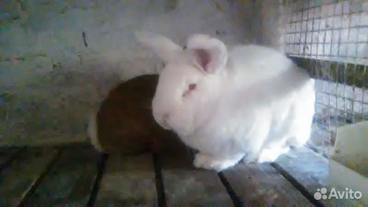 Кролики - простяки