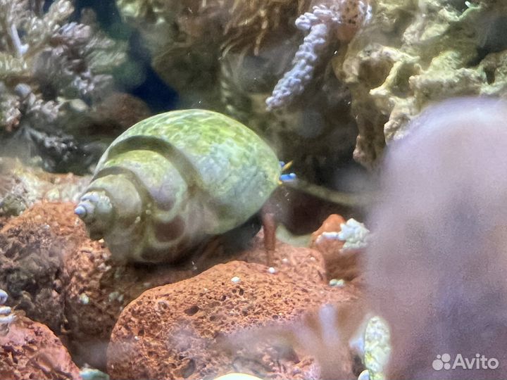 Рак отшельник в морской аквариум