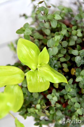 Традесканция сортовая Ауреа Fluminensis Aurea