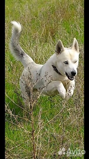 Щенки сибирской хаски