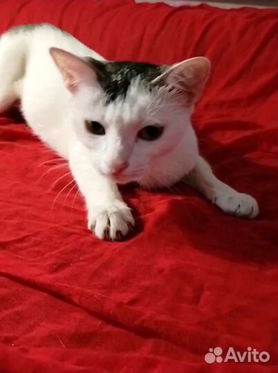 Кошечка в добрые руки