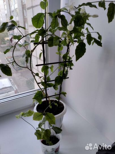 Комнатный жасмин Самбак