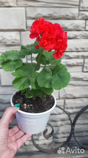 Коллекционные сортовые пеларгонии
