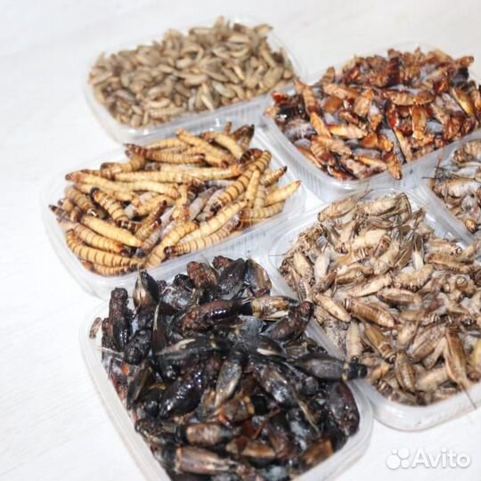 Кормовые сверчки для Рептилий