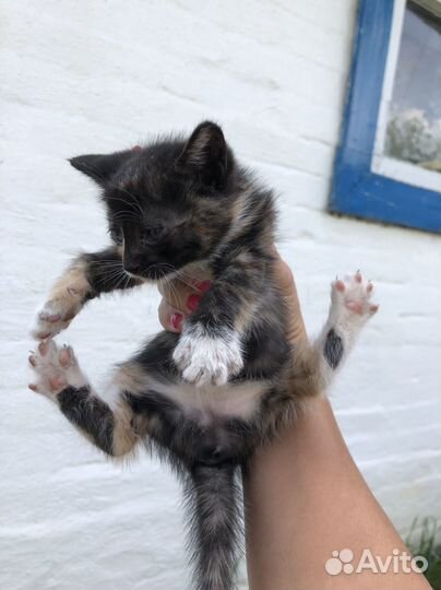 Котята в добрые руки даром