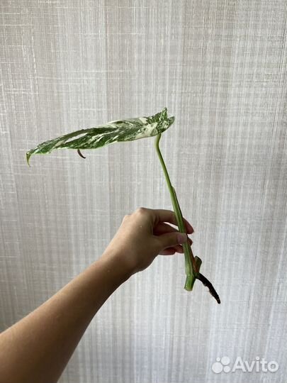 Монстера вариегатная альба