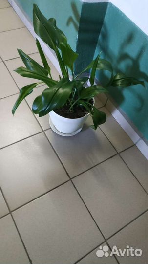 Спатифиллум