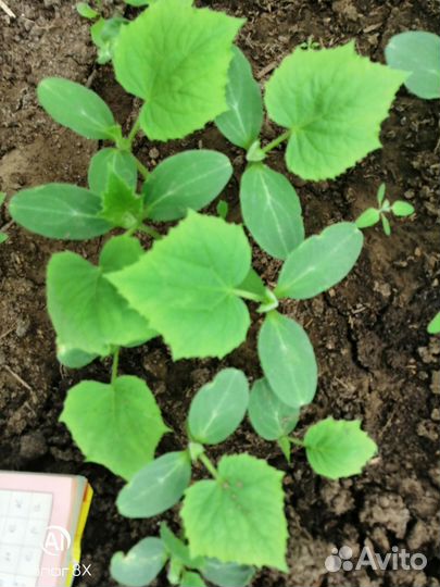 Рассада огурцов