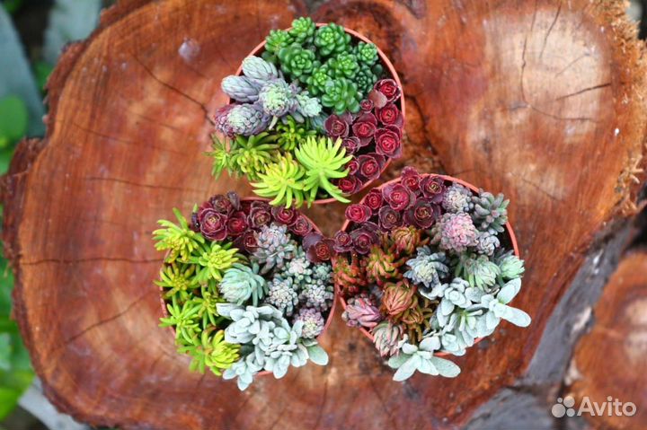 Суккуленты садовые