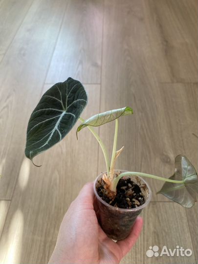 Алоказия блэк вельвет