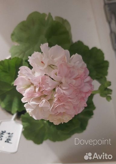 Пеларгония герань