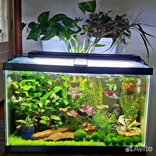 Чистка аквариума Аквариумист Запуск аквариума