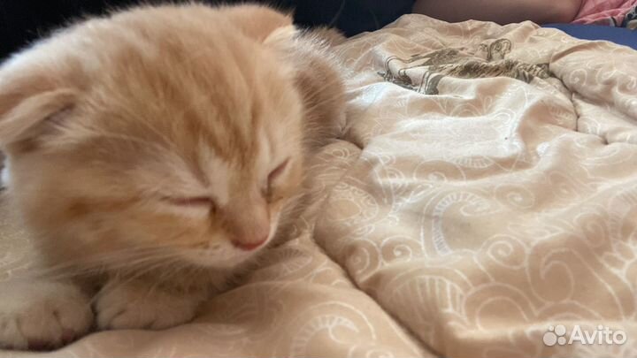 Вислоухие котята