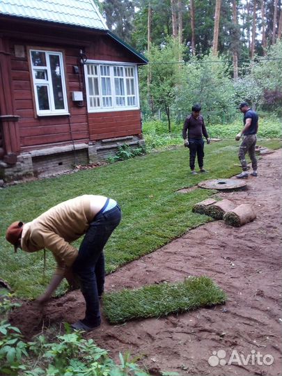 Рулонный газон с доставкой