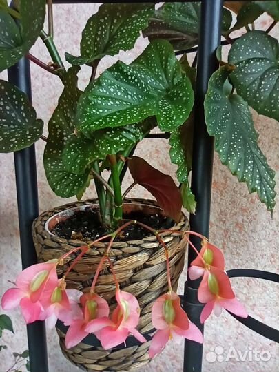 Бегония пятнистая