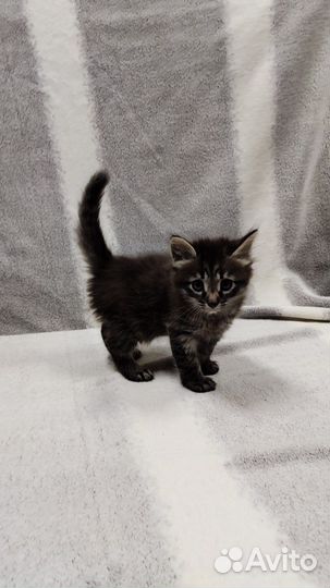 Кошка в дар