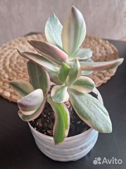 Крассулы сортовые - Триколор, Whirly Bird, Kagetsu