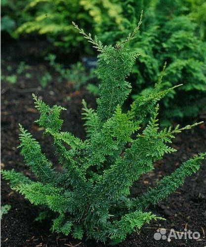 Кипарисовик горохоплодный Тедди Беар