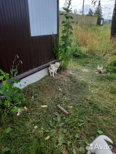 Щенки