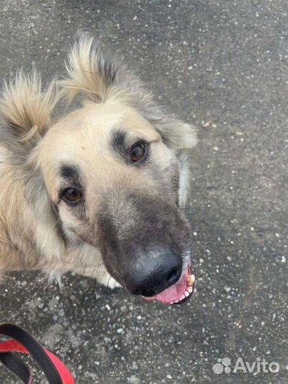 Породистая собака умирает в приюте