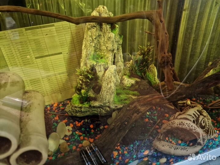 Аквариум с рыбками