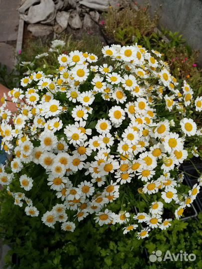 Букеты из мелкой ромашки