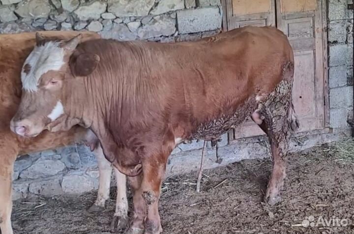 Быки на мясо