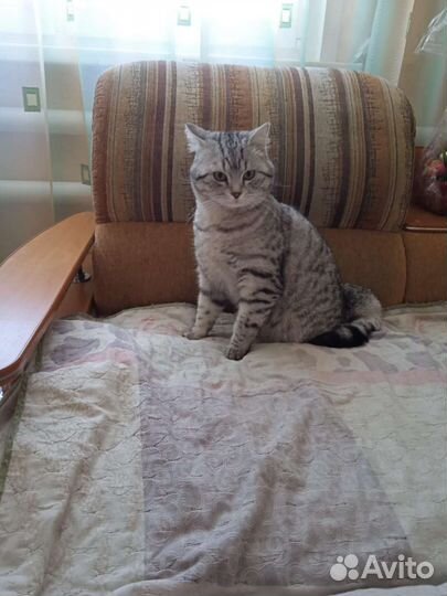 Кошка