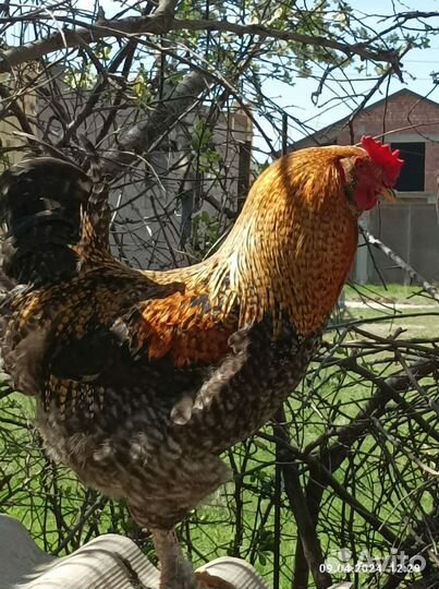 Бойцовый петух