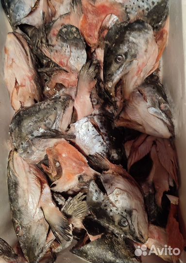 Головы красных рыб для собак