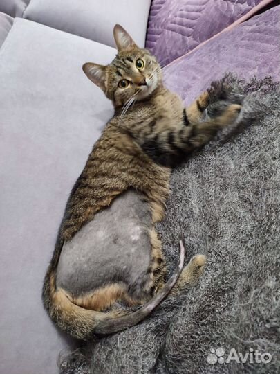Кошка в добрые руки