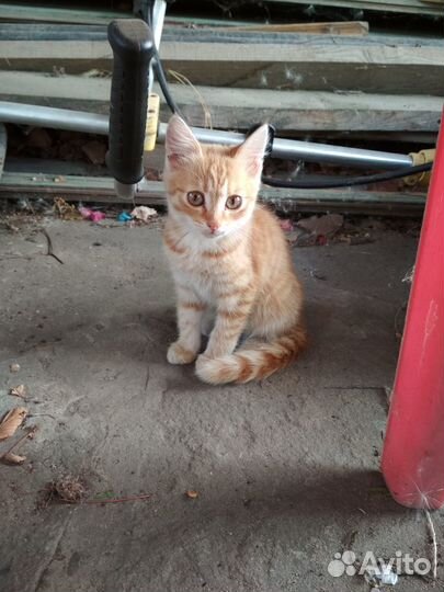 Рыжий котенок девочка