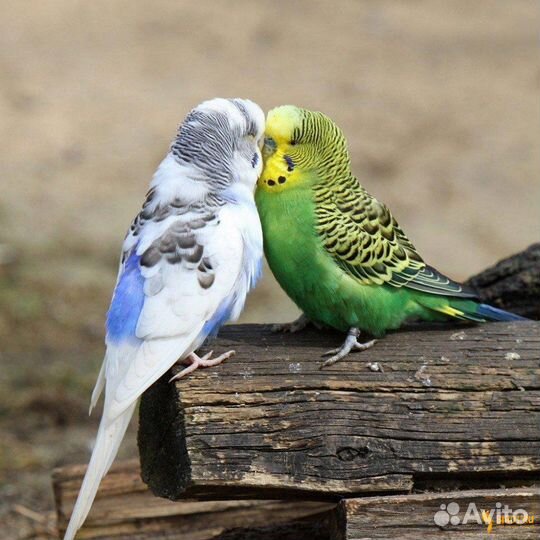 Попугаи волнистые пара