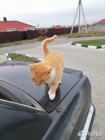 Отдам котика в добрые руки