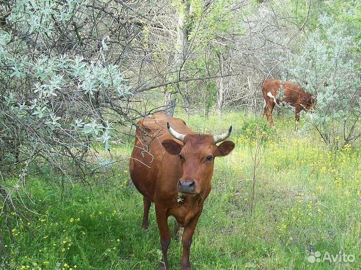 Корова,телята