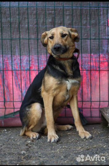 Умираю в клетке