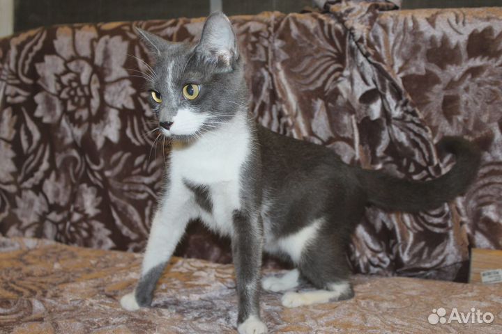 Нежная Мишель ищет дом