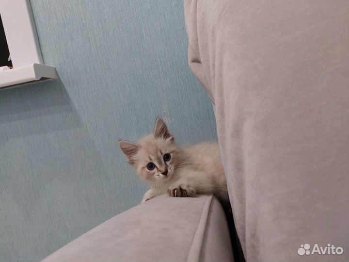 Котенок в добрые руки