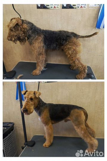 Груминг с выездом на дом