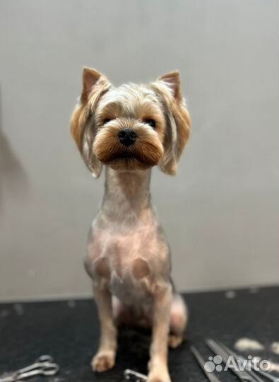 Стрижка собак в азиатском стиле