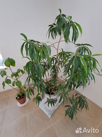 Растение комнатное