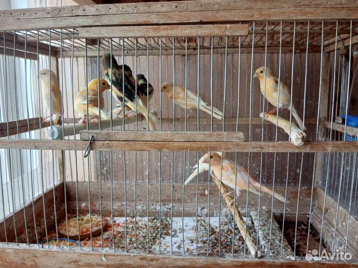 Кенара и канарейки