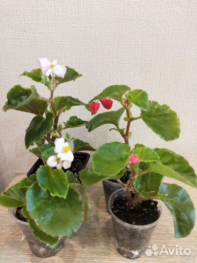 Бегония вечноцветущая