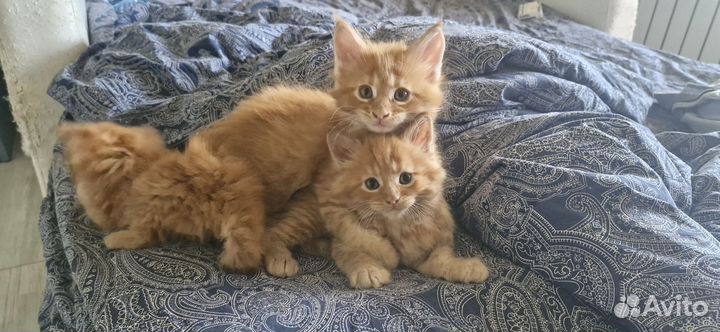 Кошки породистые