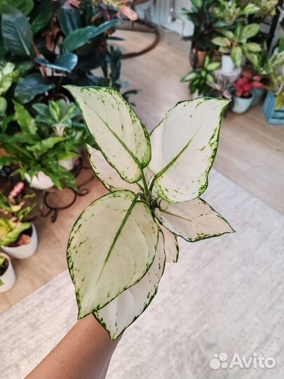 Аглаонема супер вайт