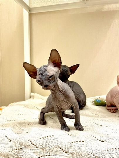 Котята Канадский сфинкс